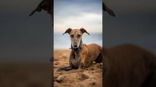 The Perfect Dog? 🐕🫶🏻