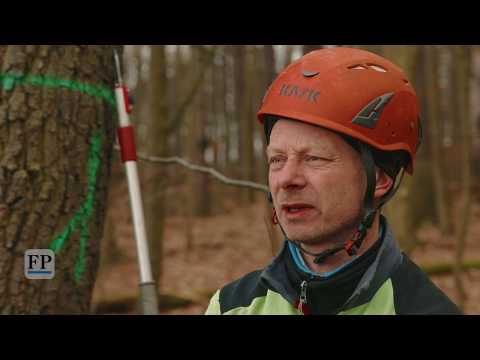 Waldschädlingen auf der Spur