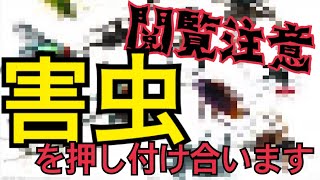 【閲覧注意】僕たち害虫を押し付け合います