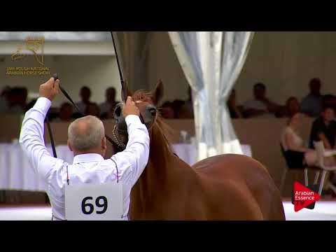 N.69 PATRIA - 2017 Pride Of Poland - 4/6 Years Old Mares (Class 7B)