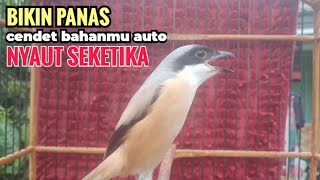 Download lagu toet toet suara cendet gacor PAGI SIANG SORE sangat efektif buat Pancingan cendet diam agr cpt bunyi mp3 Download lagu toet toet suara cendet gacor PAGI SIANG SORE sangat efektif buat Pancingan cendet diam agr cpt bunyi mp3