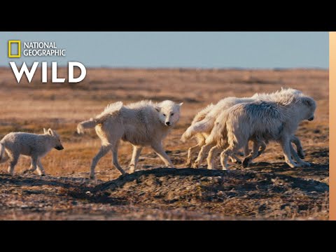 Arctic Wolf Pups on First Family Outing | Nat Geo Wild