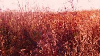 Eagles- No More Walks in the Wood