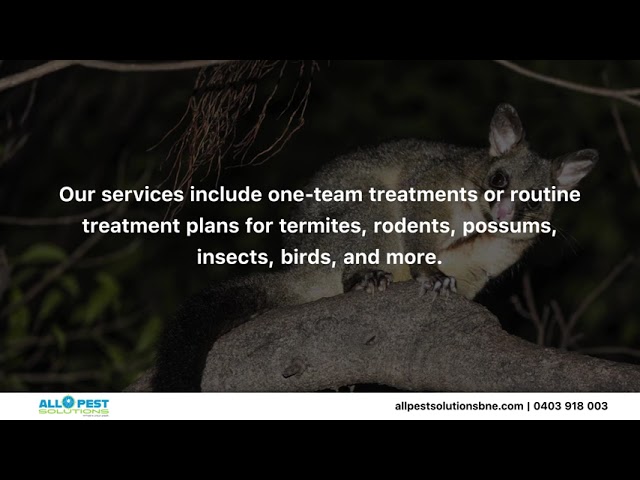 All Pest Solutions - Whiteside, QLD