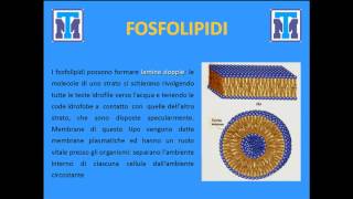 Test Medicina 2017: Biologia - La chimica dei viventi