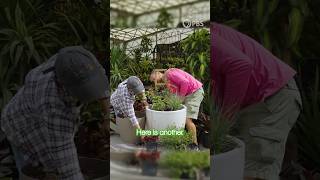 Container Garden Tutorial: Thriller, Filler, Spiller Method #containergardening #nativeplants