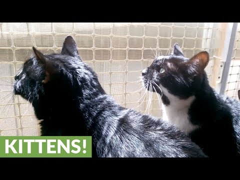 Cats make weird chirping noises for very specific reason