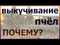 Почему выкучиваются пчёлы? Выкучивание пчел из улья. Когда пчелам жарко.