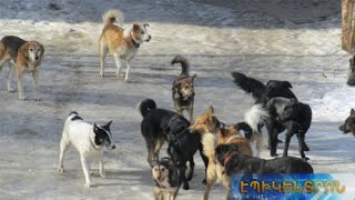 «7-8 շուն ուզում էին հարձակվել 1 երիտասարդի վրա».գազազած ոհմակները հանգիստ չեն տալիս երևանցիներին