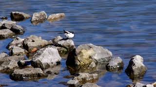 20180302ｾｸﾞﾛｾｷﾚｲ（背黒鶺鴒）