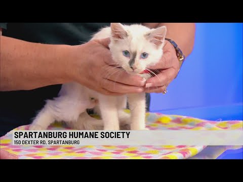 Adopt Cinnamon: This Sweet Kitten Is Ready for a Loving Home - YouTube