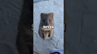 TOP 10 EXOTIC PETS! #pets