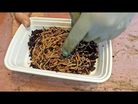 Collecting European nightcrawlers from my VermiBag Mini - vermicomposting