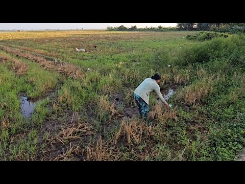 Trở Lại Điểm Trúng Chuột Đặt Bẫy Theo Đường Mòn Và Cái Kết #vợchồngmiềntâytv
