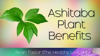 Ashitaba Plant: Health Benefits (Tomorrow Leaf)