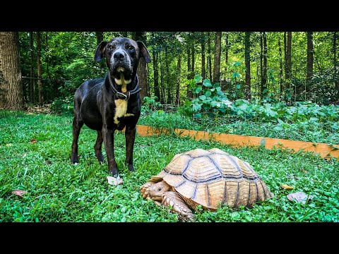 QandA: Can Pet Tortoises live with dogs? Is sulcata tortoise manure fertilizer??