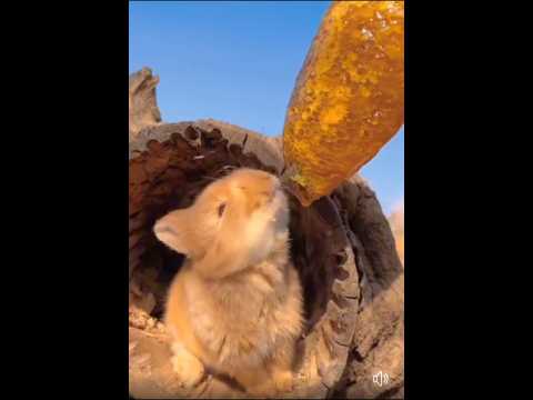 cute bunny eating honey 🍯🐇 cute pet rabbit adorable #rabbit #short #shorts