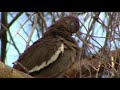 New Mexico Backyard Birds