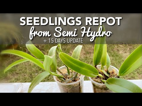 CATTLEYA ORCHID SEEDLINGS REPOT FROM SEMI HYDRO + UPDATE | Pagtatanim ng Cattleya Orchid Seedlings