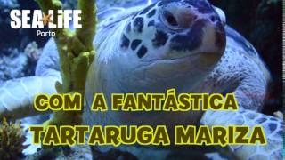 Festival da Tartaruga no SEA LIFE Porto