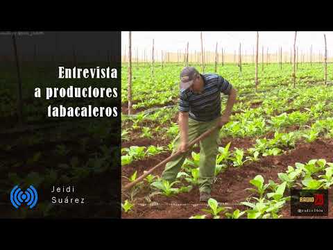 Entrevista a dos grandes productores de tabaco en Cuba