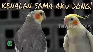 Download lagu Cockatiel, Parkit Australia Yang Pintar  | TAU GAK SIH (06/03/20) mp3