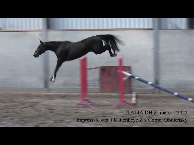 Impress-K van 't Kattenheye Z x Cornet Obolensky