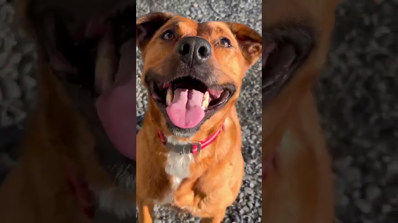 Enlarge Mila, a Adoptable mixed breed in Juneau, AK video 6/6