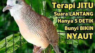 Download lagu Perkutut Lokal Gacor Suara Super Kristal - Pancingan Malas Bunyi (99%AMPUH BANGET) mp3 Download lagu Perkutut Lokal Gacor Suara Super Kristal - Pancingan Malas Bunyi (99%AMPUH BANGET) mp3
