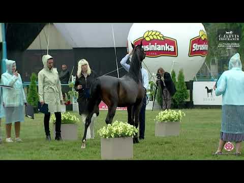 N 9 PORTADO   All Polish Arabian Horse Championship   Yearling Colts Class 1B