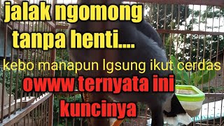 Download lagu Jalak kebo ngomong terus,bagus untuk masteran jalak laen mp3