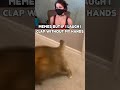 if I laugh I clap with my pt carlita #memes  #shorts