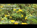 The Samples - Taking Us Home (Visualizer)