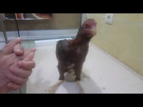 , title : 'Tavuklarda Kurumaya Neden Olan Hastalıklar'