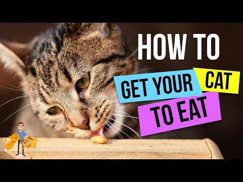 How To Get a Cat to Eat : 13 Steps to GUARANTEED Success! - Cat Health Vet Advice