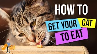 How To Get a Cat to Eat : 13 Steps to GUARANTEED Success! - Cat Health Vet Advice