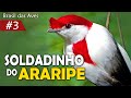 ARARIPE SOLDIER A Rarity Of The Caatinga Ep 3 BRAZIL OF BIRDS