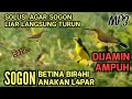 Suara Pikat Sogon Solusi Sogon Yang Gak Mau Turun Auto Ngumpul Semua