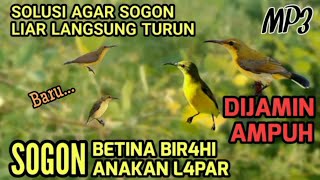 Download lagu Suara Pikat Sogon - Solusi Sogon Yang Gak Mau turun | Auto ngumpul semua mp3 Download lagu Suara Pikat Sogon - Solusi Sogon Yang Gak Mau turun | Auto ngumpul semua mp3