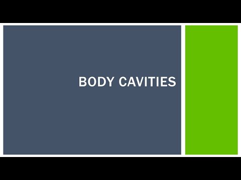 Body Cavities