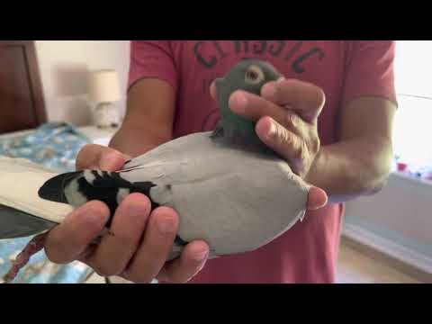 My new Janssens Pigeons from the4flights