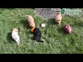 Cavapoo dogs for sale: Oakley - Video 1