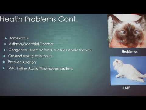 Javanese Cats and Health Issues