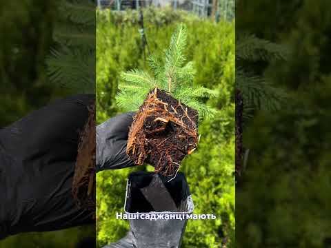 Саженцы Ели колючей голубой Санта Фе (Picea pungens Santa Fe) Р9 - фото 2 - id-p1861646000