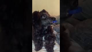 Bearded Collie Puppies Videos