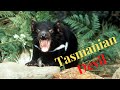 Tasmanian Devil Growling