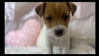 ジャックラッセルテリアの動画01