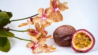 🔥 Behandeln Sie Ihre Orchideen einfach einmal im Monat mit dieser Frucht und sehen Sie, was passiert