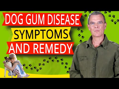 Symptoms Of Gum Disease In Dogs (5 Symptoms, Home Remedy and Best Diet)
