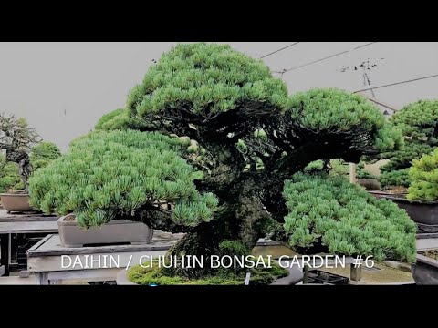 Famous DAIHIN BONSAI GARDEN #6  July 2020 / 大品盆栽・中品盆栽園